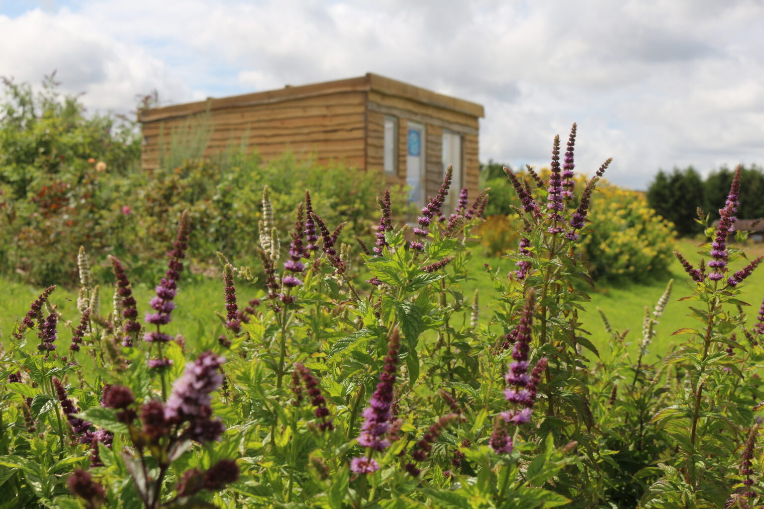 medicine shed