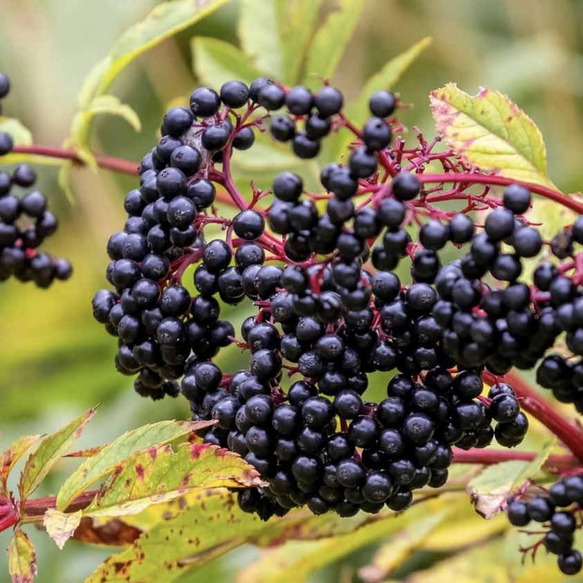 Wise Elder, folklore, medicine and foraging guide. - Herbal Origins ...